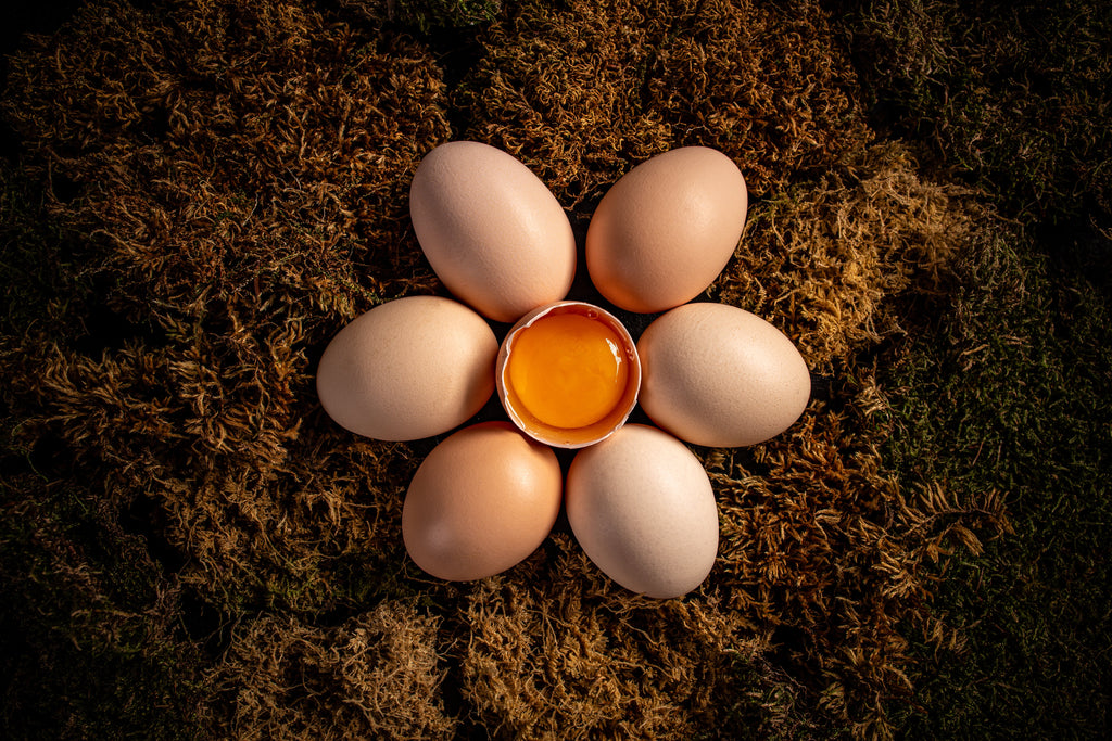 How Much Protein in an Egg