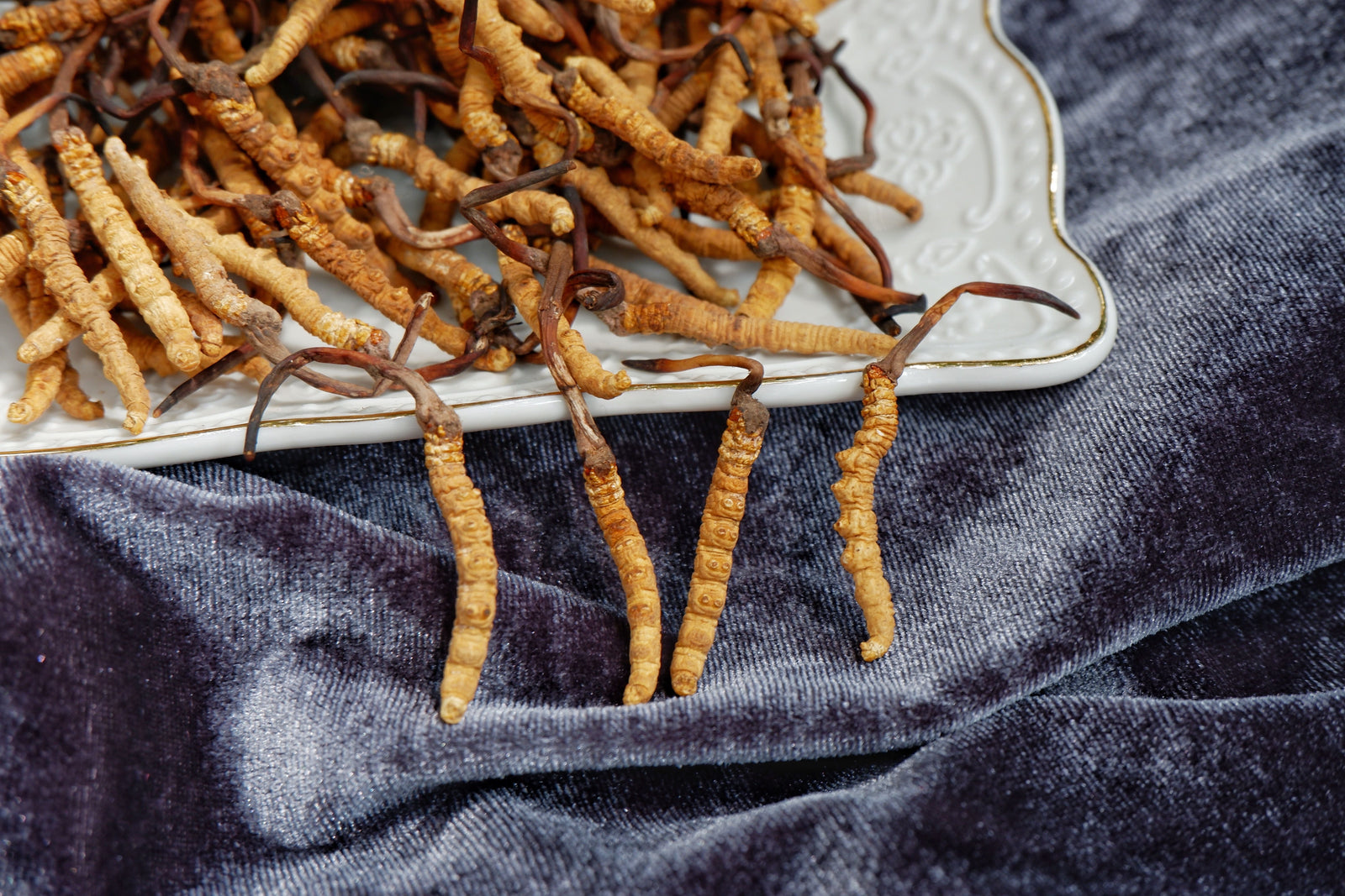 What is Cordyceps