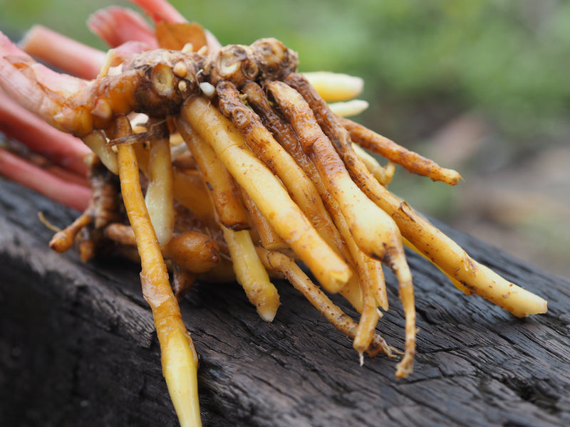 What is Cordyceps Good For